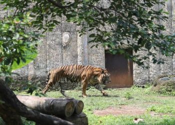 Serangan Harimau Menghantui Warga Jakarta, 800 Pemburu Ikut Turun Tangan