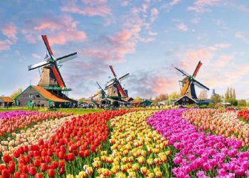 Belanda Terancam Bangkrut Karena Dampak Kebijakan Presiden RI