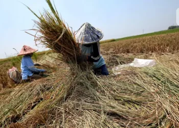 Produksi Padi Juli-September 2025 Diperkirakan 15,76 Juta Ton Sudah Memadai?