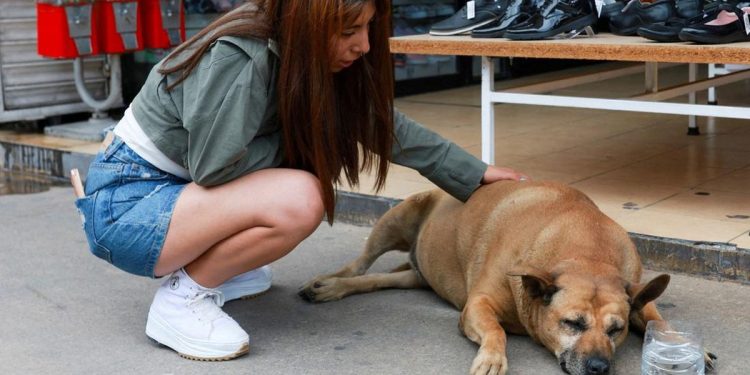 Anjing Jalanan Terkenal Mendapatkan Bintang Lima di Google Maps