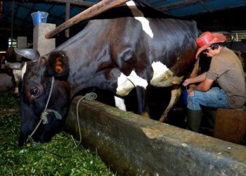 Pengusaha Pakan Ternak Ponorogo Buktikan Manfaat KUR untuk Usaha Mereka