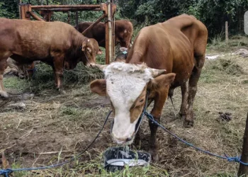 Indonesia Impor 2 Juta Sapi Hidup untuk Konsumsi Bergizi Gratis