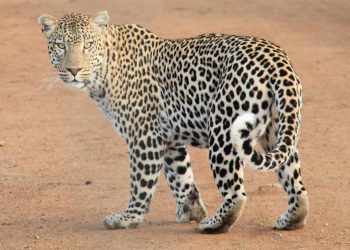 TSI Minta Penanganan Serius Terhadap Macan Tutul yang Kabur di Lembang