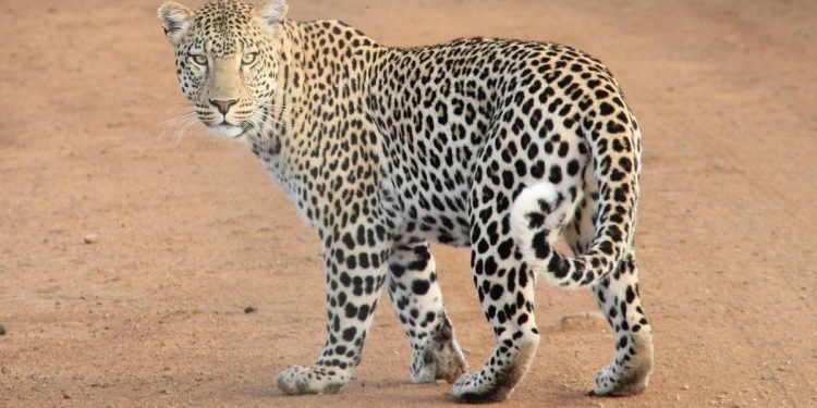 TSI Minta Penanganan Serius Terhadap Macan Tutul yang Kabur di Lembang