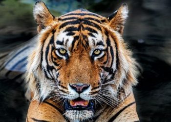 Teror Harimau di Jakarta, 800 Pemburu Dikerahkan untuk Menanggulangi