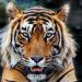 Teror Harimau di Jakarta, 800 Pemburu Dikerahkan untuk Menanggulangi