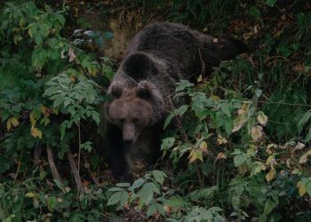 Momen Menegangkan Bertemu Beruang Grizzly, Pendaki Alami Luka di Dada