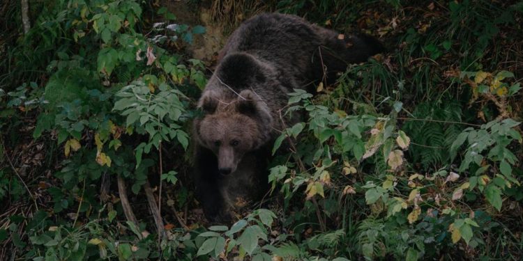 Momen Menegangkan Bertemu Beruang Grizzly, Pendaki Alami Luka di Dada
