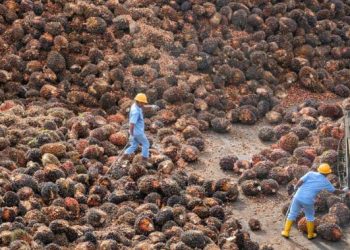 Harga CPO November 2025 Naik Tipis, Bea Keluar Stabil di USD 124 per MT