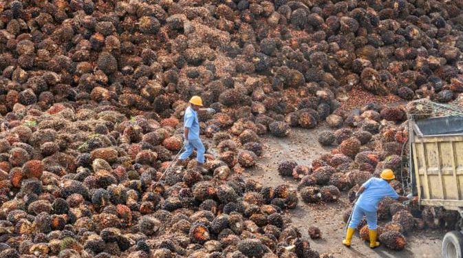 Harga CPO November 2025 Naik Tipis, Bea Keluar Stabil di USD 124 per MT