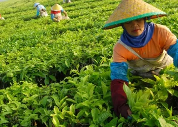 Isu Konversi Kebun Teh di Simalungun, PTPN Berikan Pernyataan