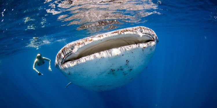 Usulan Konservasi Hiu Paus di Teluk Saleh NTB untuk Edukasi Wisatawan