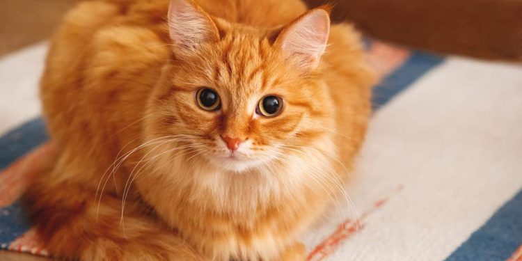 Kucing Oren Depan FX Viral Jadi Destinasi Wisata Populer di Google