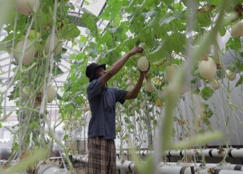 Pemberdayaan Pemulung melalui Pertanian Melon Hidroponik
