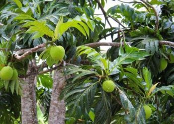 Buah Sakti Antipetaka Jadi Incaran Eropa Viral Dimakan Mentah Seperti Leluhur