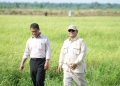 Belajar dari Soeharto, Setahun Prabowo Mencapai Swasembada Beras