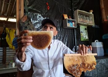 Budidaya Madu dengan Harapan Baru untuk Masa Depan