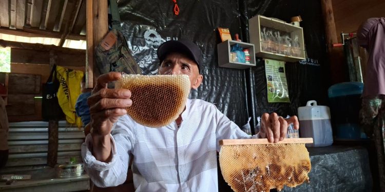 Budidaya Madu dengan Harapan Baru untuk Masa Depan