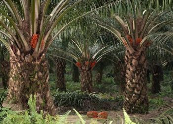 Tanaman yang Diabaikan Warga RI Ternyata Memiliki Nilai Berharga