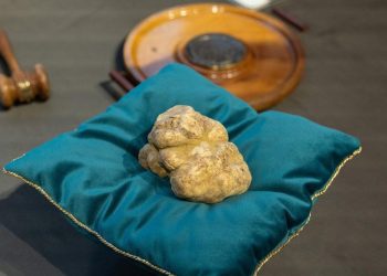 Jamur Truffle 1 Kilogram Terjual 2 Miliar Rupiah