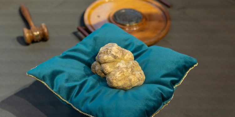 Jamur Truffle 1 Kilogram Terjual 2 Miliar Rupiah