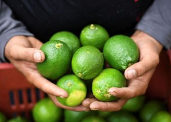 Lemon dan Jeruk Nipis, Dua Buah Asam dengan Manfaat yang Berbeda