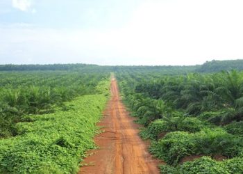 Pohon yang Dulu Diabaikan Warga Kini Menjadi Sorotan Publik