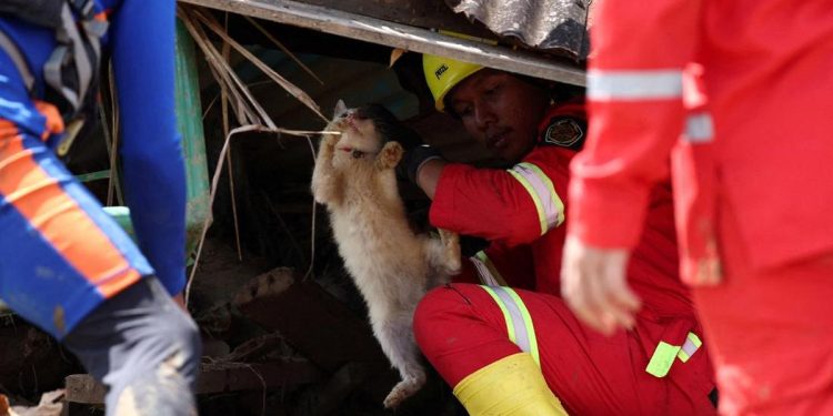 Cinta Salmiati pada Ratusan Kucing Terlupakan Saat Banjir Melanda