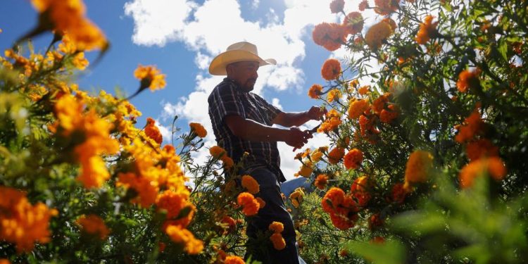 Panduan Mudah Menanam Bunga untuk Pemula