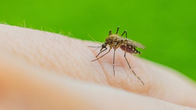 Nyamuk Berbahaya Melanda Jakarta, Ribuan Orang Meninggal Dunia