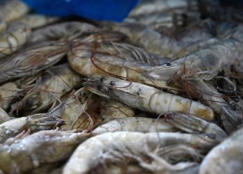 Berapa Lama Udang Tahan di Freezer? Simak Penjelasannya