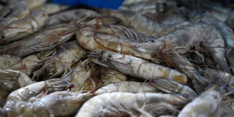 Berapa Lama Udang Tahan di Freezer? Simak Penjelasannya