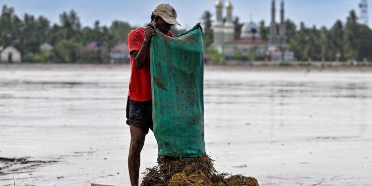 Rehabilitasi Sawah Pascabencana Sumatera Oleh Kementan, Target dan Skemanya