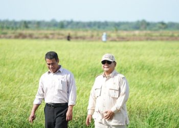 Swasembada Pangan Kembali Dicapai Indonesia di Era Prabowo