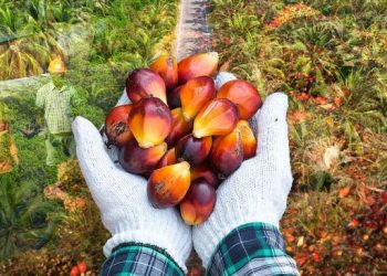 Aturan DHE Baru Dinilai Bebani Biaya Produksi Pengusaha Sawit