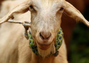 Tentara Kepergok Mencuri 250 Kambing dari Suriah