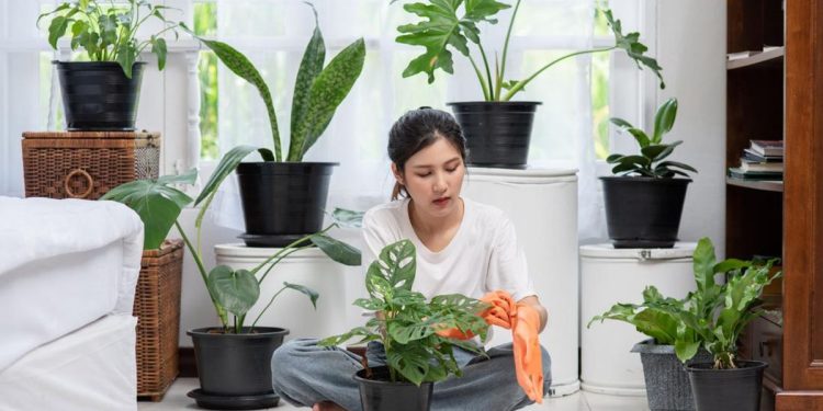 Rekomendasi 5 Tanaman Hias Pembawa Hoki Tahun 2026