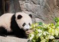 Jepang Terancam Kehilangan Panda Setelah Perselisihan dengan China