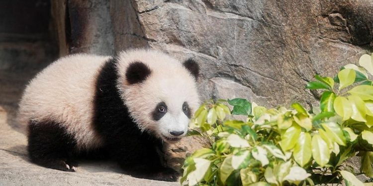 Jepang Terancam Kehilangan Panda Setelah Perselisihan dengan China