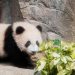 Jepang Terancam Kehilangan Panda Setelah Perselisihan dengan China