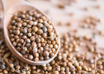 Manfaat Air Rebusan Ketumbar untuk Kesehatan dan Pengobatannya