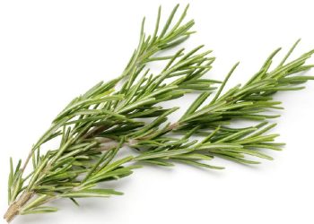 7 Jenis Rebusan Daun Efektif Menurunkan Gula Darah