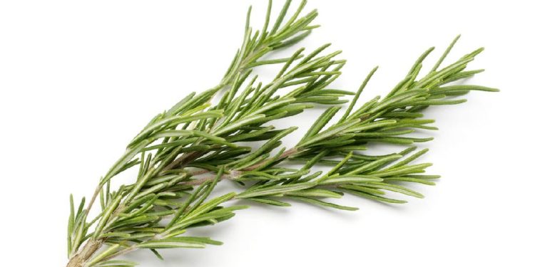 7 Jenis Rebusan Daun Efektif Menurunkan Gula Darah