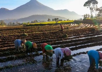 KUR sebagai Kunci untuk Gerakan Ekonomi dan Ketahanan Pangan, Berikut Buktinya